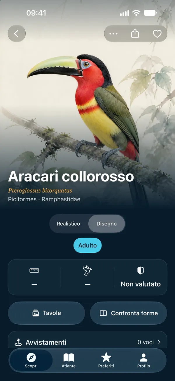 Disegno